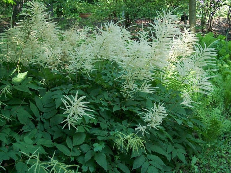 Goat's Beard (Aruncus dioicus)