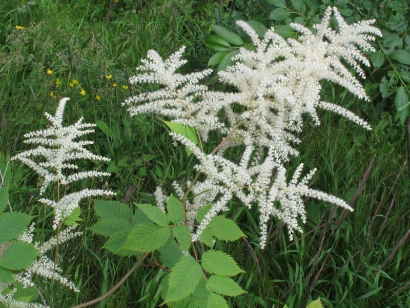 Goat's Beard (Aruncus dioicus)