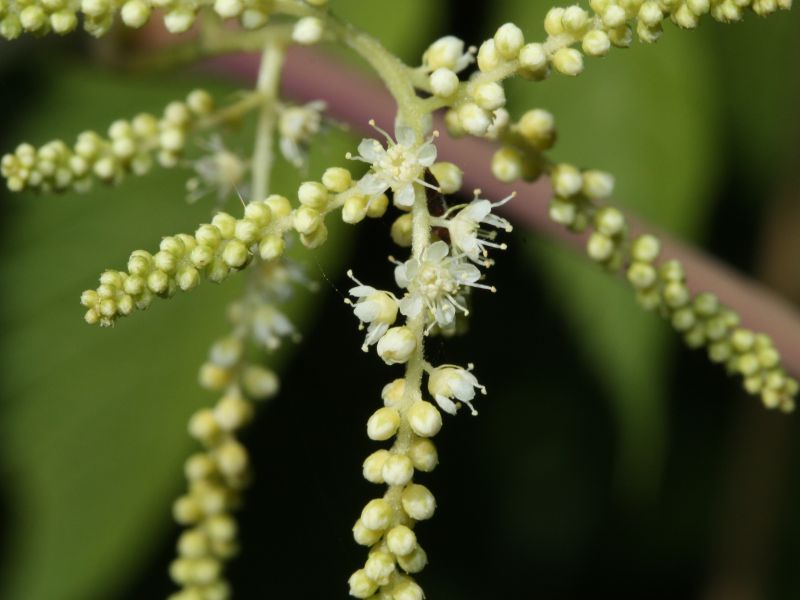 Goat's Beard (Aruncus dioicus)