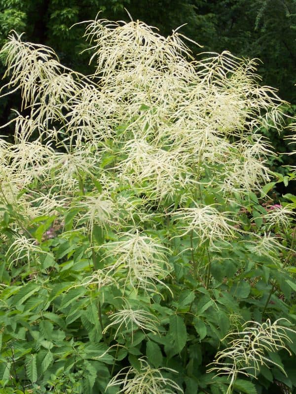 Goat's Beard (Aruncus dioicus)