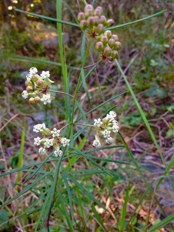 Whorled Milkweed (Asclepias verticillata)