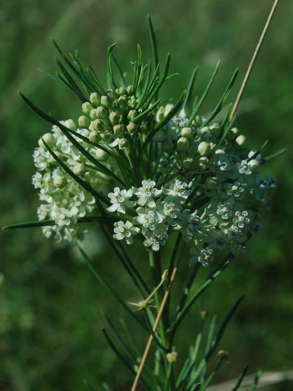 Whorled Milkweed (Asclepias verticillata)