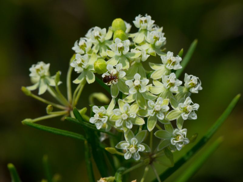 Whorled Milkweed (Asclepias verticillata)