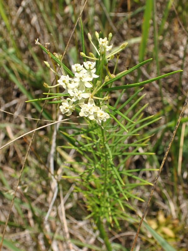 Whorled Milkweed (Asclepias verticillata)