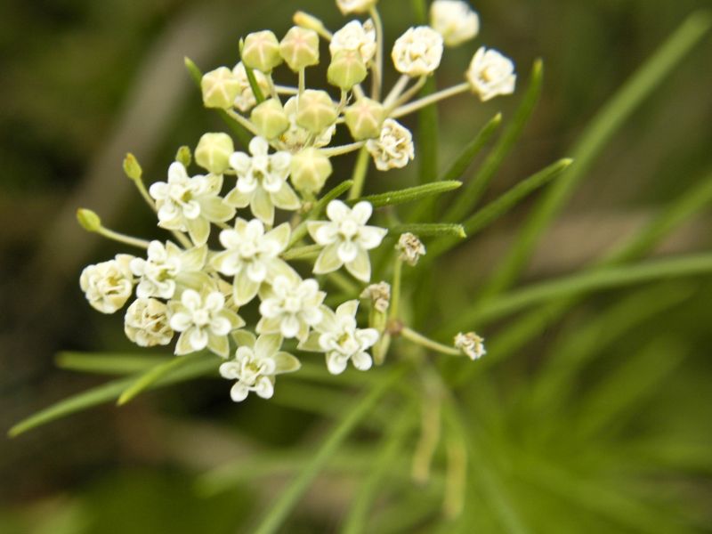 Whorled Milkweed (Asclepias verticillata)