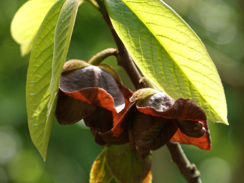 American Papaw (Asimina triloba)