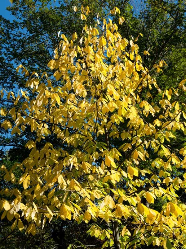 American Papaw (Asimina triloba)