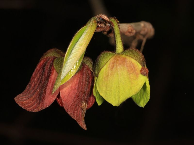 American Papaw (Asimina triloba)