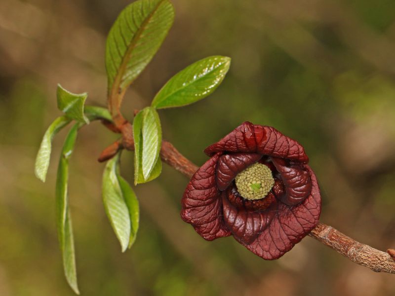 American Papaw (Asimina triloba)