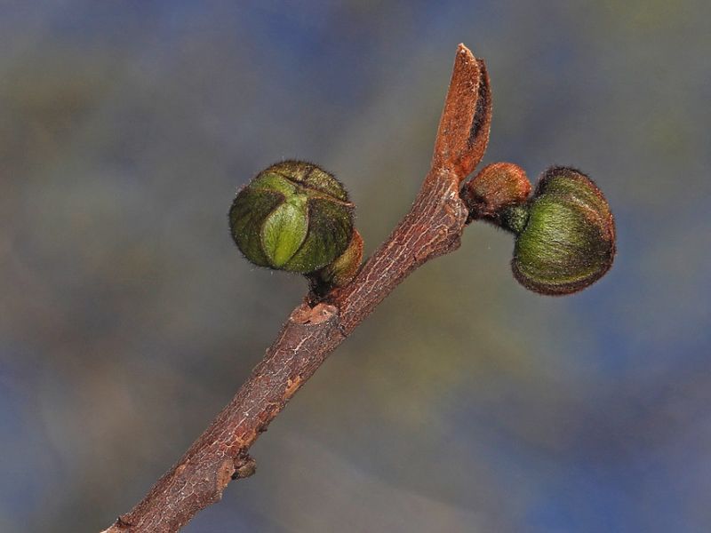 American Papaw (Asimina triloba)