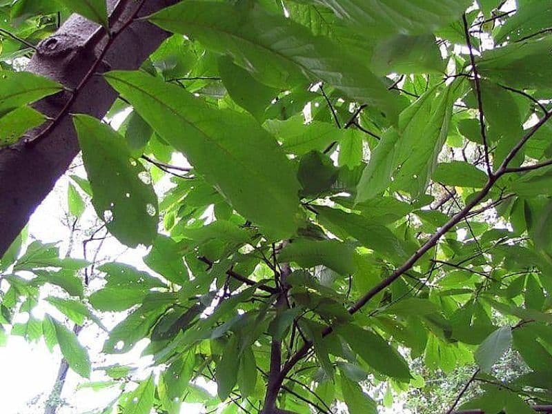 American Papaw (Asimina triloba)