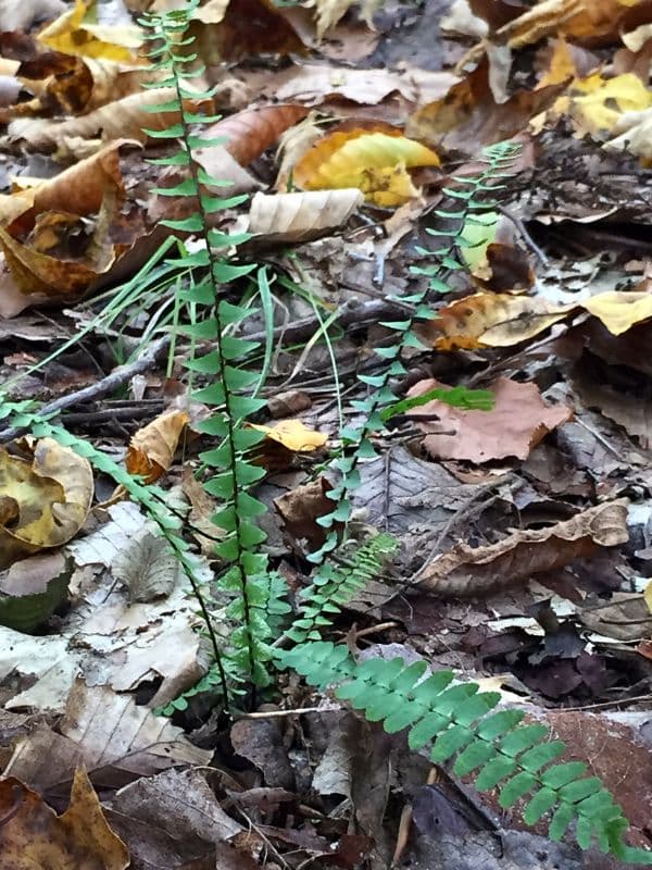 Ebony Spleenwort (Asplenium platyneuron)