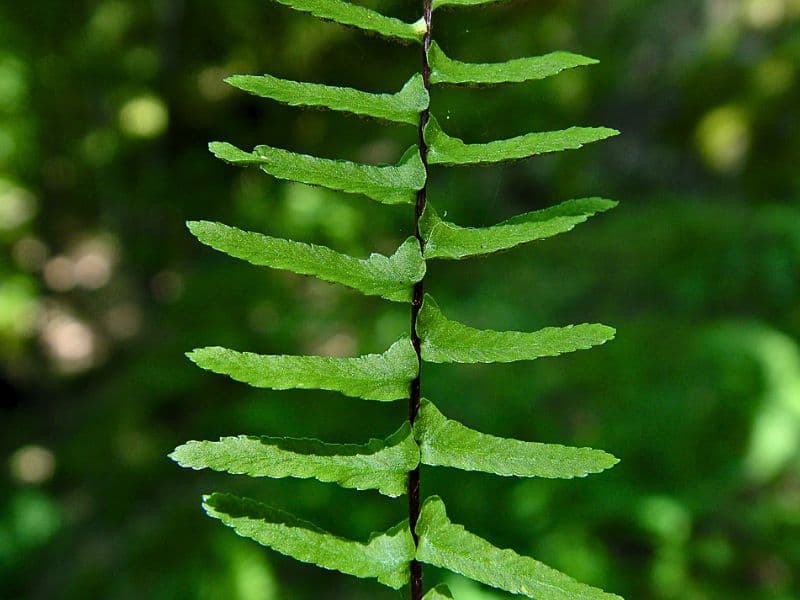 Ebony Spleenwort (Asplenium platyneuron)