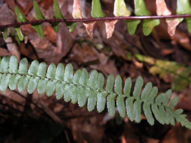 Ebony Spleenwort (Asplenium platyneuron)