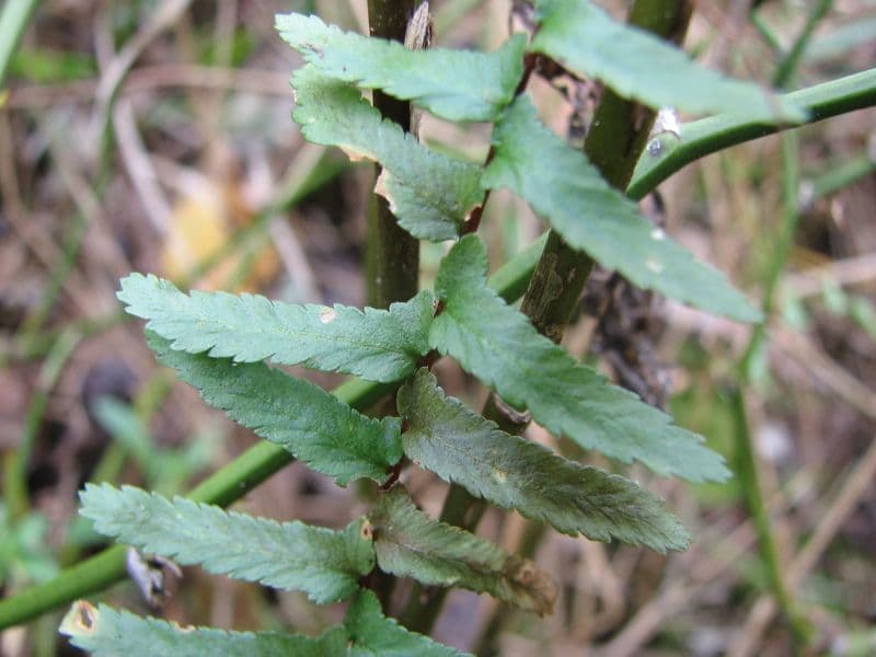 Ebony Spleenwort (Asplenium platyneuron)