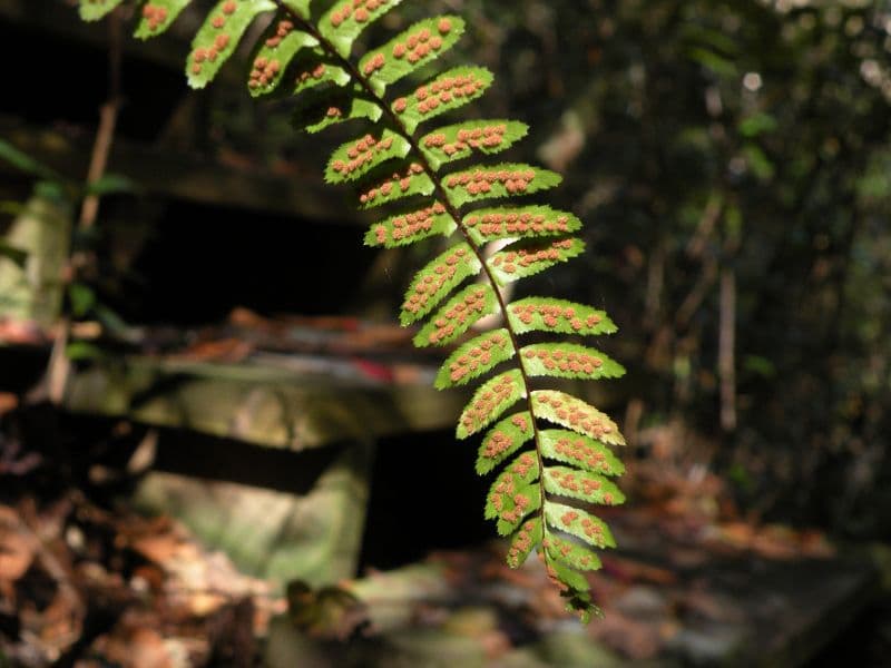 Ebony Spleenwort (Asplenium platyneuron)