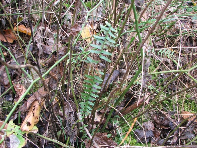 Ebony Spleenwort (Asplenium platyneuron)