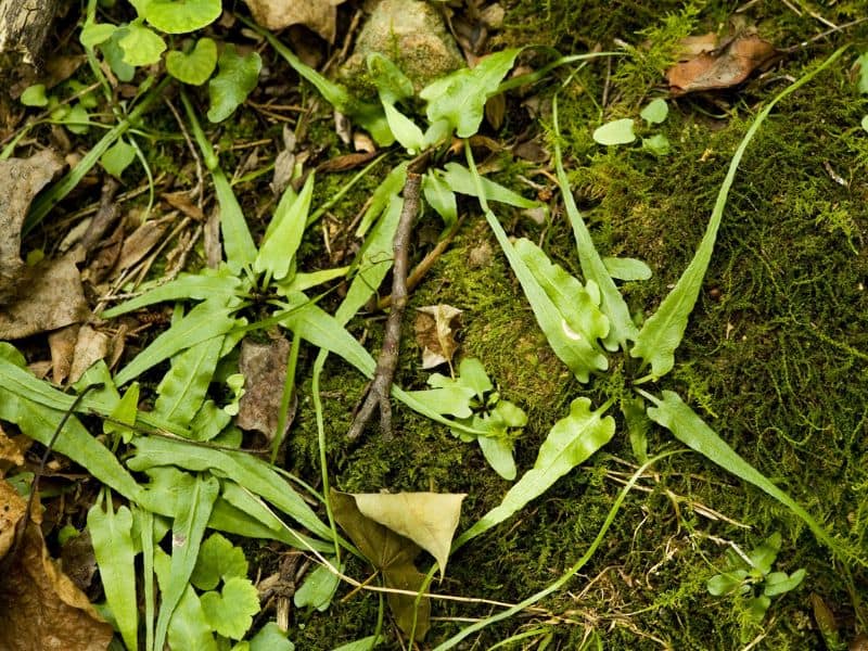 Walking Fern (Asplenium rhizophyllum)