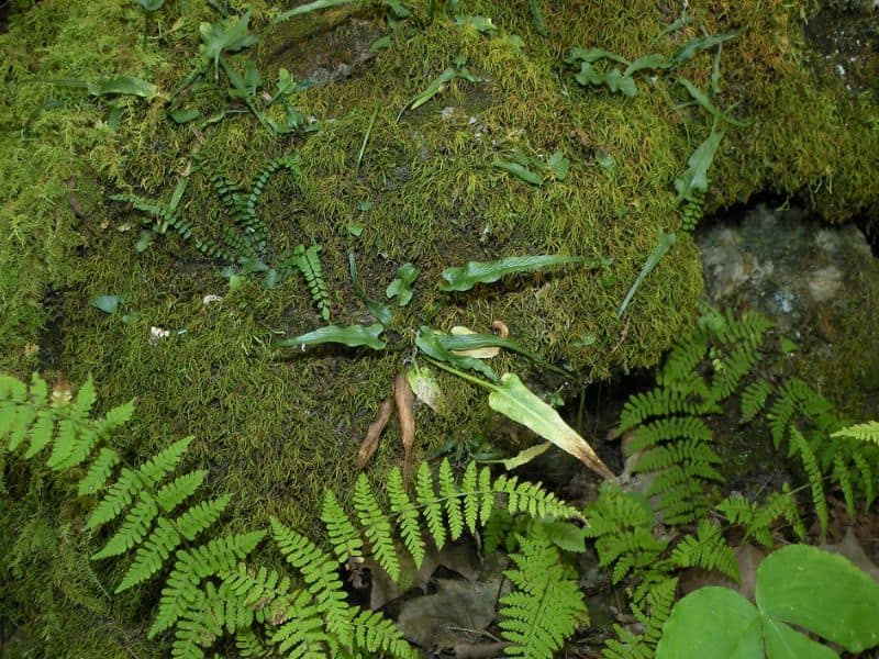 Walking Fern (Asplenium rhizophyllum)