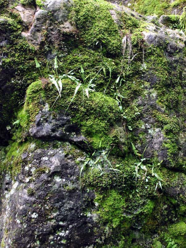 Walking Fern (Asplenium rhizophyllum)