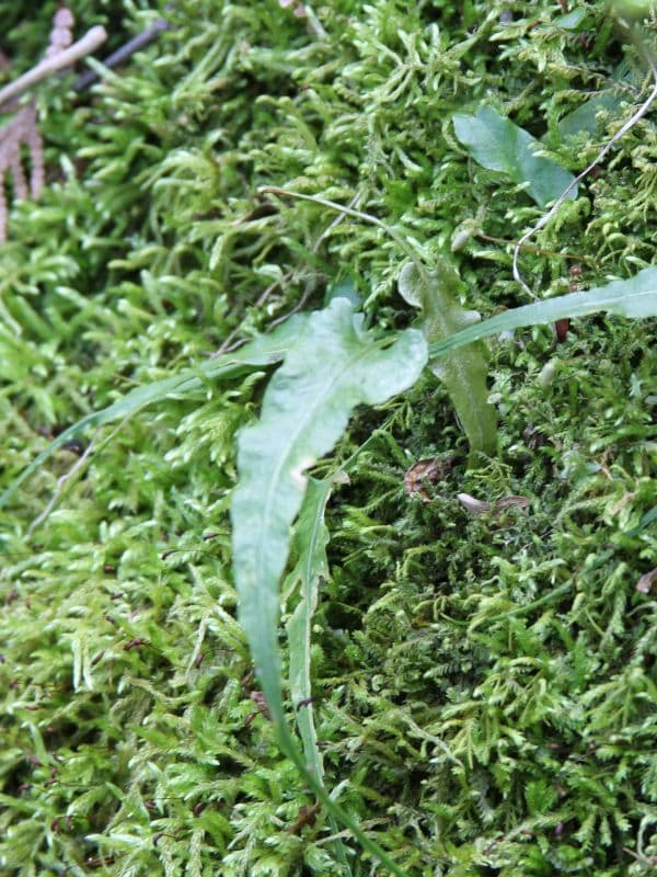 Walking Fern (Asplenium rhizophyllum)