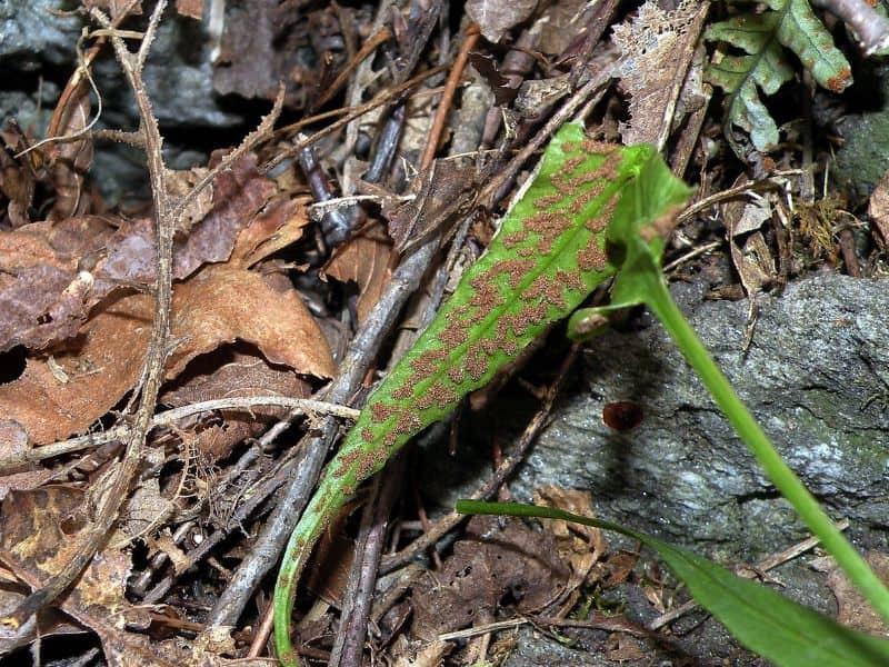 Walking Fern (Asplenium rhizophyllum)