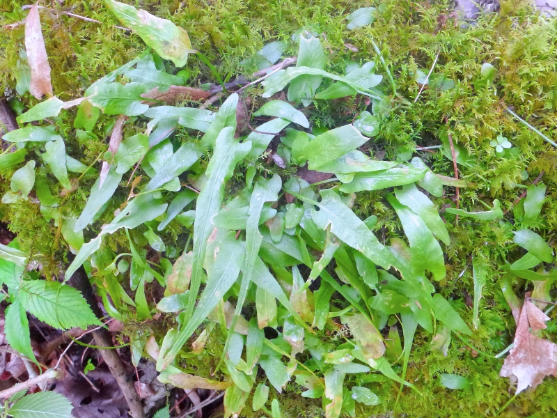 Walking Fern (Asplenium rhizophyllum)