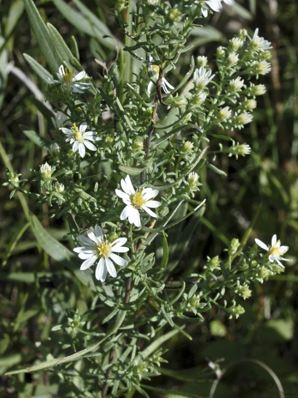 White Heath Aster (Aster ericoides)