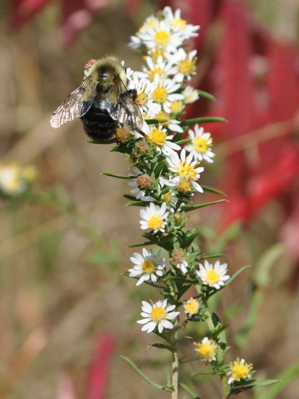 White Heath Aster (Aster ericoides)