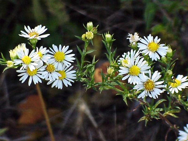 White Heath Aster (Aster ericoides)