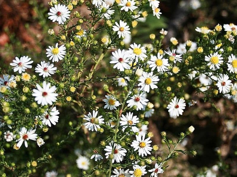 White Heath Aster (Aster ericoides)