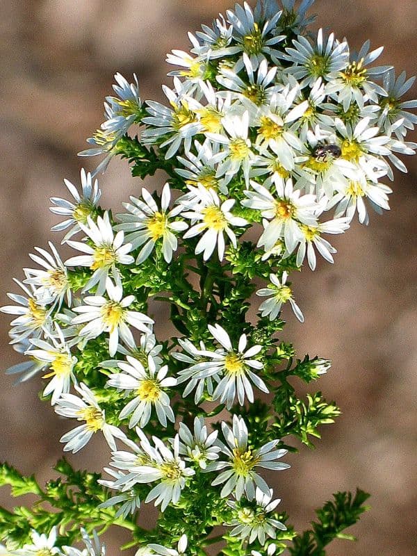 White Heath Aster (Aster ericoides)