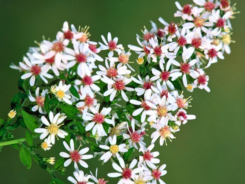 Calico Aster (Aster lateriflorus)