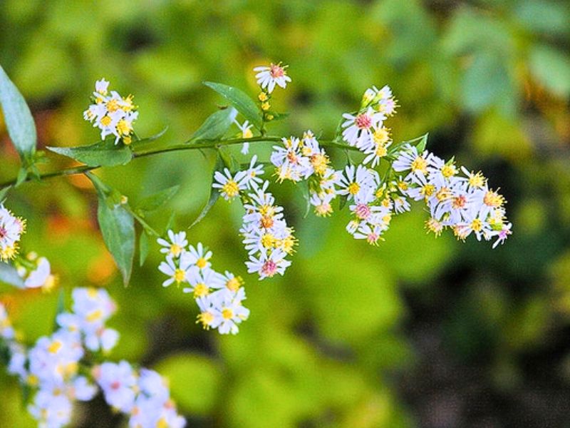 Calico Aster (Aster lateriflorus)