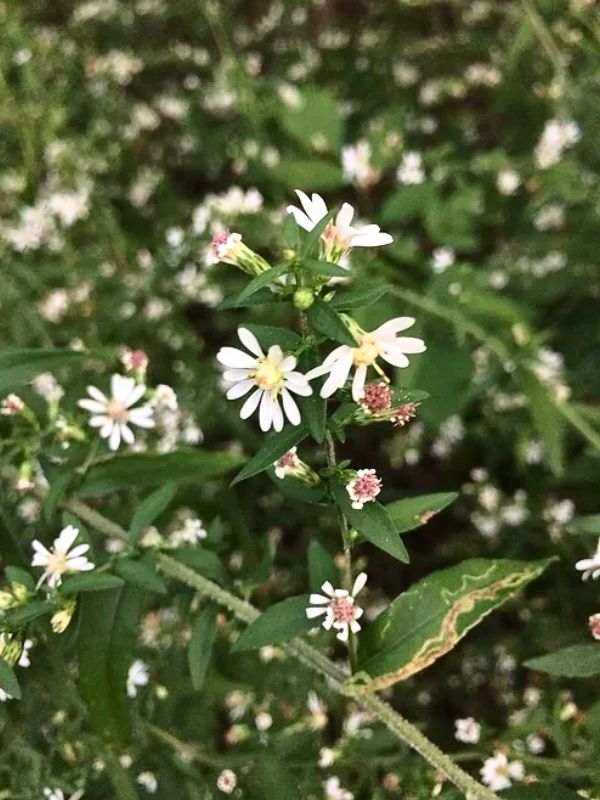 Calico Aster (Aster lateriflorus)