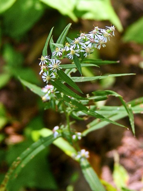 Calico Aster (Aster lateriflorus)