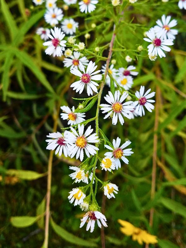 Calico Aster (Aster lateriflorus)