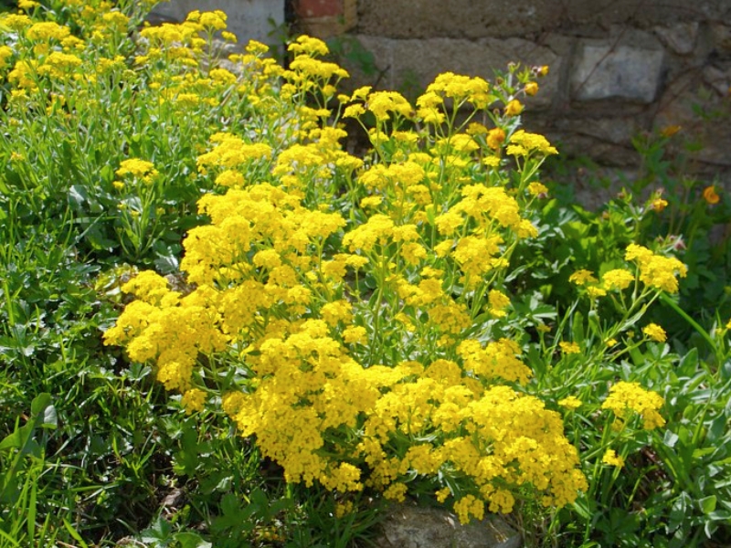 Basket of Gold (Aurinia saxatilis)