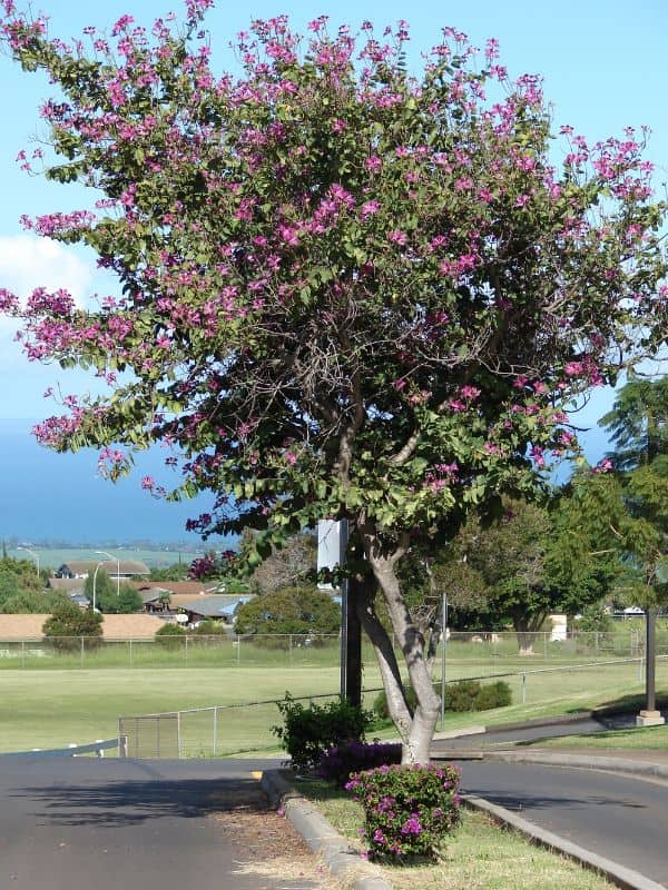 Hong Kong Orchid Tree (Bauhinia x blakeana)