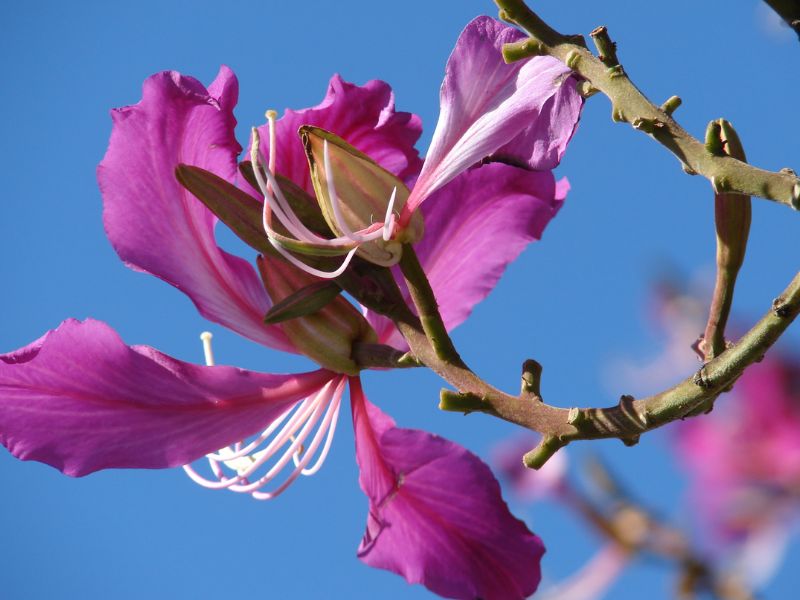 Hong Kong Orchid Tree (Bauhinia x blakeana)