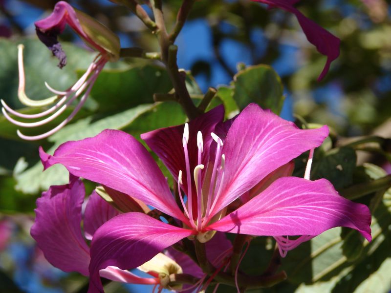 Hong Kong Orchid Tree (Bauhinia x blakeana)