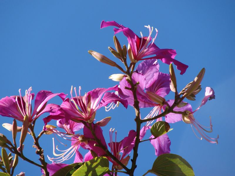 Hong Kong Orchid Tree (Bauhinia x blakeana)