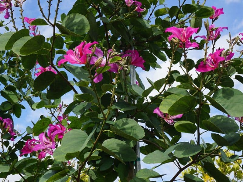 Hong Kong Orchid Tree (Bauhinia x blakeana)