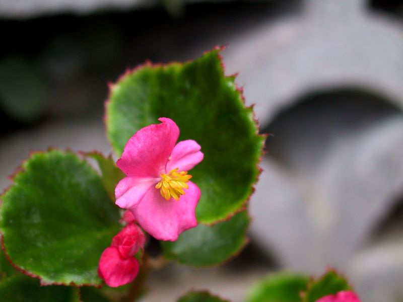 Begonia (Begonia)