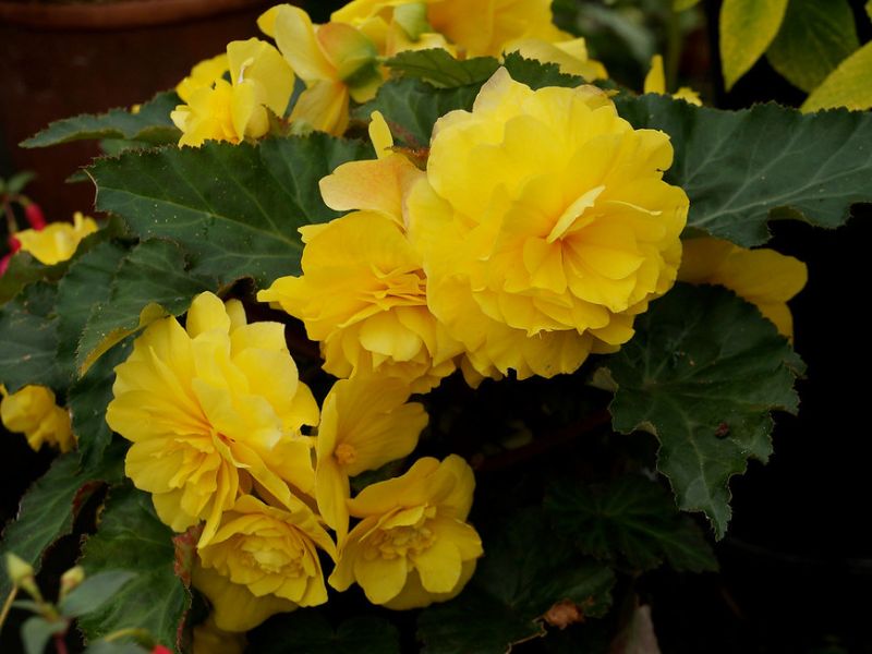 Begonia (Begonia)