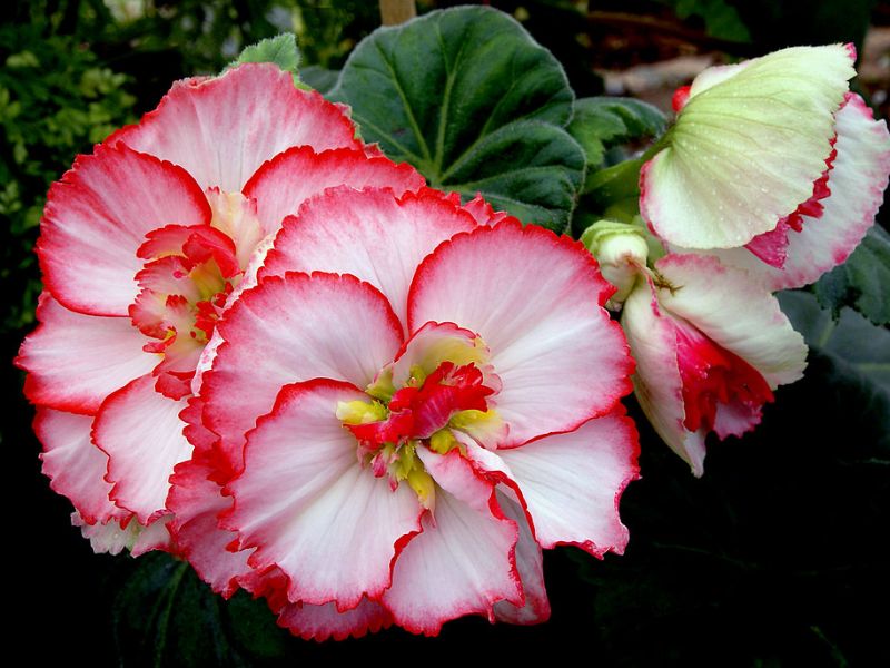 Begonia (Begonia)