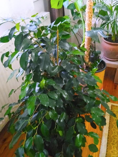 Benjamina Ficus Tree (Ficus benjamina)