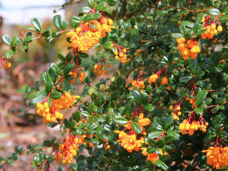 Darwin's Barberry (Berberis darwinii)