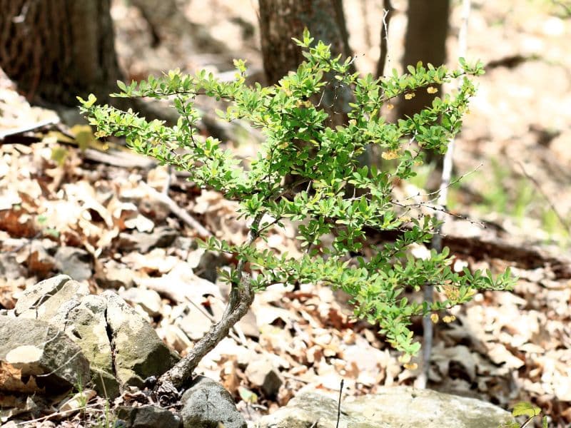 Japanese Barberry (Berberis thunbergii)