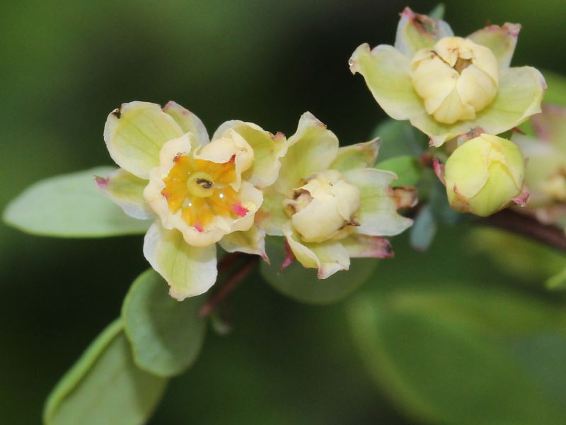 Japanese Barberry (Berberis thunbergii)